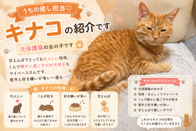 保護猫キナコの性格は？大人しい猫の特徴と暮らしを紹介 - 猫まみれの心地よい暮らし